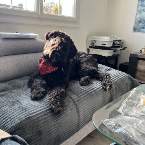 Bouvier des flandres #2