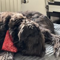 Bouvier des flandres #1