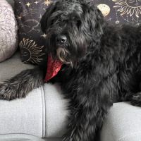 Bouvier des flandres