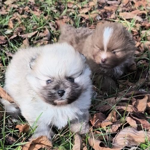 Chiots mâles spitz à réserver #2