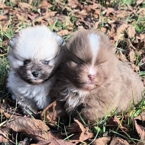 Chiots mâles spitz à réserver #4