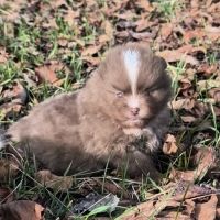 Chiots mâles spitz à réserver