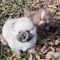 Chiots mâles spitz à réserver #2