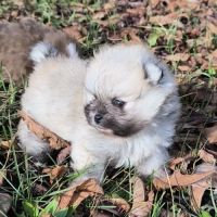 Chiots mâles spitz à réserver #3