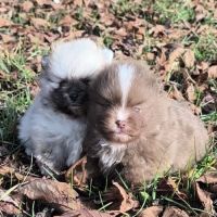 Chiots mâles spitz à réserver #5