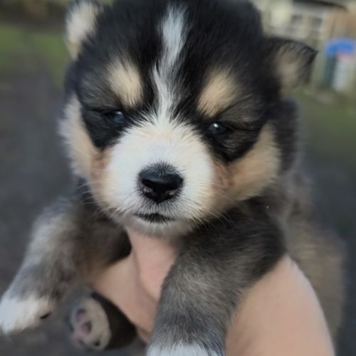 Femelles pomsky f4 à réserver