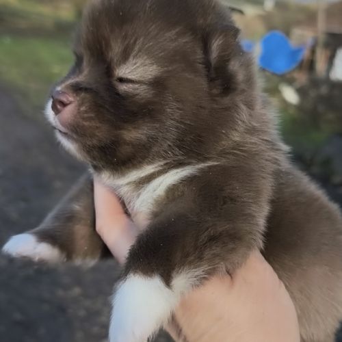 Femelles pomsky f4 à réserver #2