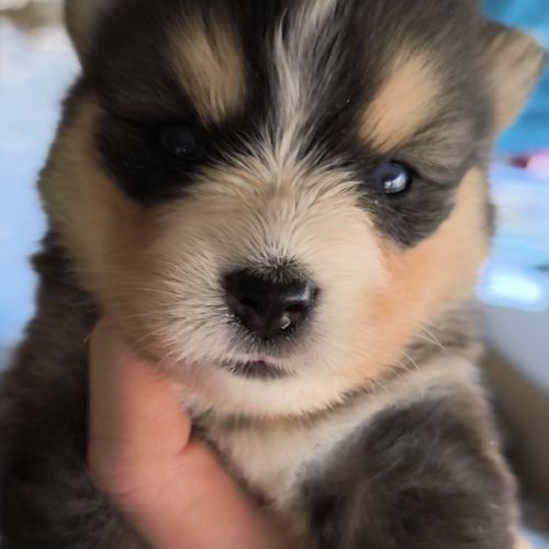 Femelles pomsky f4 à réserver #4