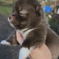 Femelles pomsky f4 à réserver #2