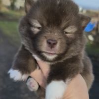 Femelles pomsky f4 à réserver #3