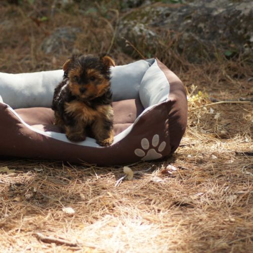 Chiots york,yorkshire #1