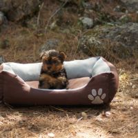 Chiots york,yorkshire #0