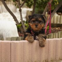 Chiots york,yorkshire #3