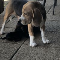 Vends chiots teckels standard poil dur lof