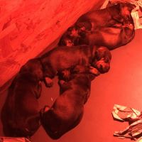 Vends chiots teckels standard poil dur lof