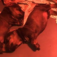 Vends chiots teckels standard poil dur lof #2