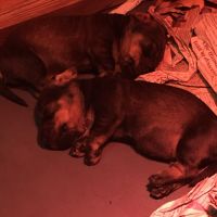 Vends chiots teckels standard poil dur lof #3
