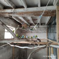 Vend perruches ondulé #1