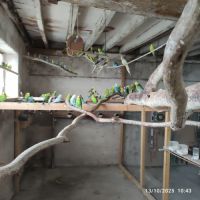 Vend perruches ondulé #2