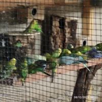 Vend perruches ondulé