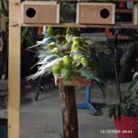 Vend perruches ondulé #4