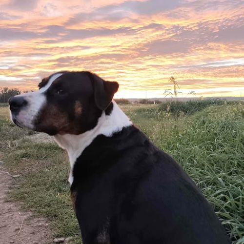 Chien over à l adoption