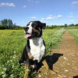 Chien over à l adoption #2