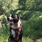 Chien over à l adoption #3