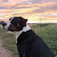 Chien over à l adoption #0