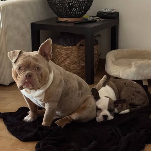 Chien ares à l adoption