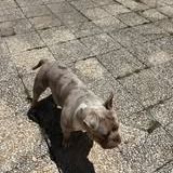 Chien ares à l adoption #5