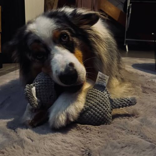 Chien paco à l adoption