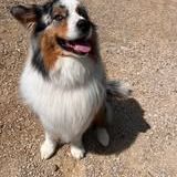 Chien paco à l adoption #4