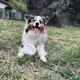 Chien paco à l adoption #2