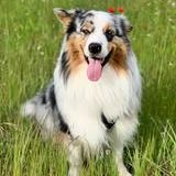 Chien paco à l adoption #3