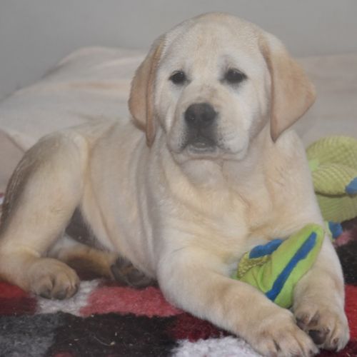 Chiots labrador #1