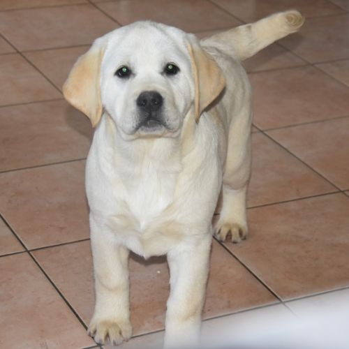 Chiots labrador #4
