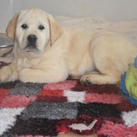 Chiots labrador #2