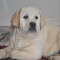 Chiots labrador #3
