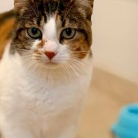 Chat marie therese à l adoption