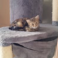 Chat kiare et kelly à l adoption #3