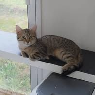 Chat kiare et kelly à l adoption #2