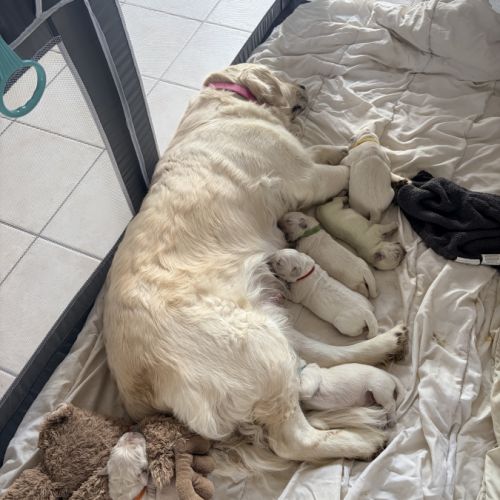 Chiots golden retriever #0