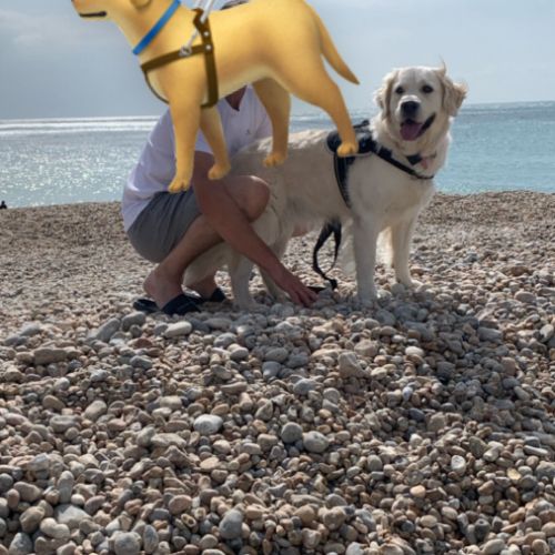 Chiots golden retriever #3