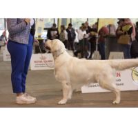 Chiots golden retriever #1