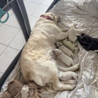 Chiots golden retriever