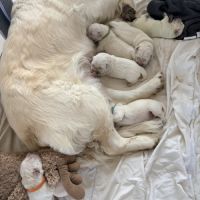 Chiots golden retriever #4