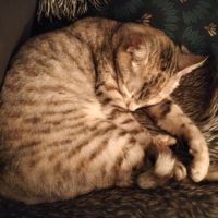 Chat kelly à l adoption