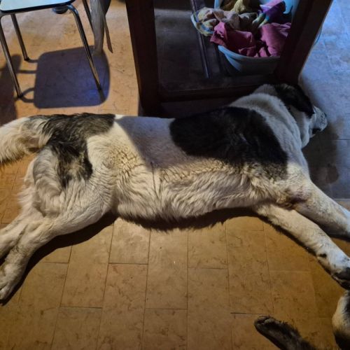 Chien era à l adoption