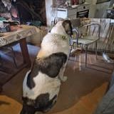 Chien era à l adoption #2